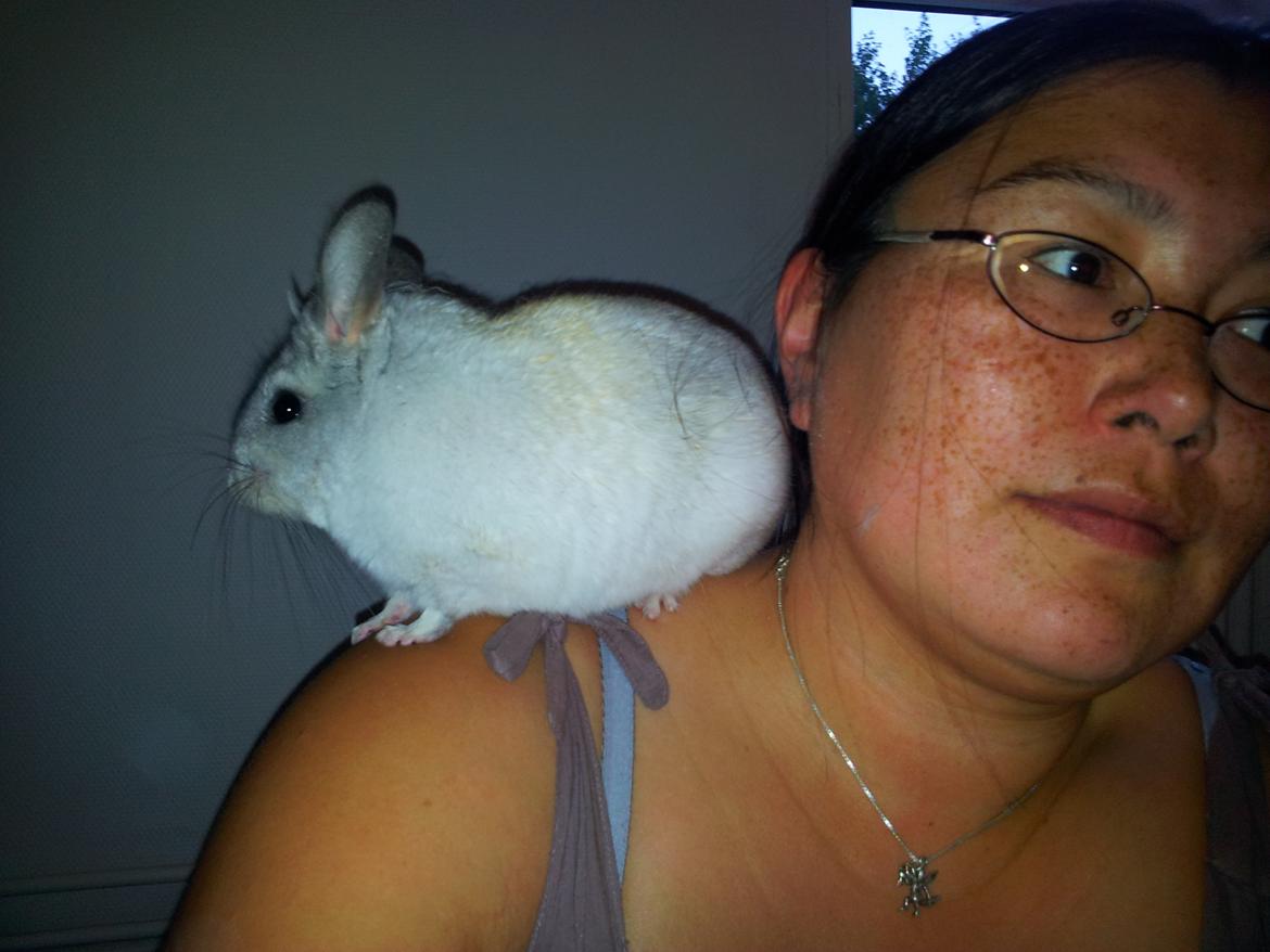 Chinchilla Turbo Chins Thilde - "Jeg kan se mit hus herfra" billede 17