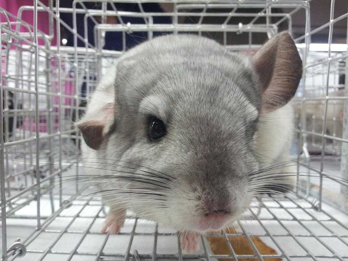 Chinchilla Turbo Chins Thilde - "Er jeg ikke bare smuk, selvom jeg lige er vågnet?" billede 1