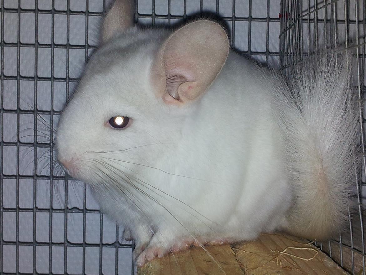 Chinchilla Løfbergs Gustav - Et semi-godt billede af Gustav, mens han ser efter om lågen er åben og han kan komme ud. <3 billede 1