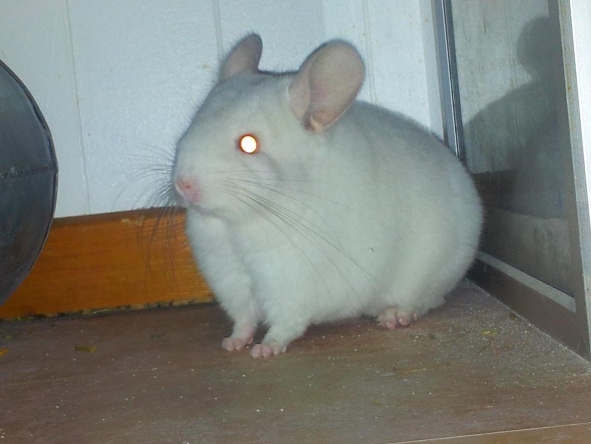 Chinchilla Løfbergs Gustav - "Sådan nu sidder jeg stille, tag så det billede" <3 billede 2