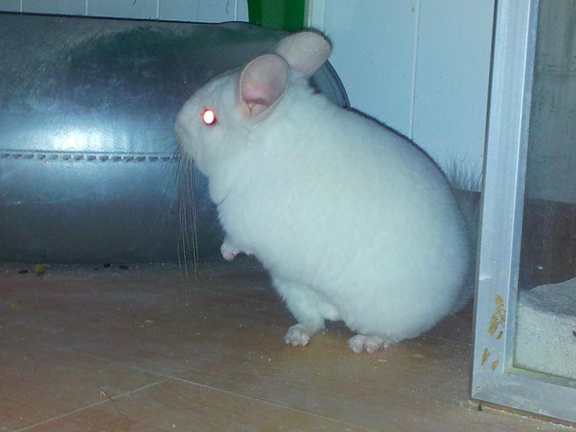 Chinchilla Løfbergs Gustav - "Chin-drengen hørte et mistænklig lyd - Han rejser sig for at lytte."

dutdut dutdut dutdut
dutdut dutdut dutdut
CHIN -DRENG
dutdut dutdut dutdut
dutdut dutdut dutdut
 billede 4