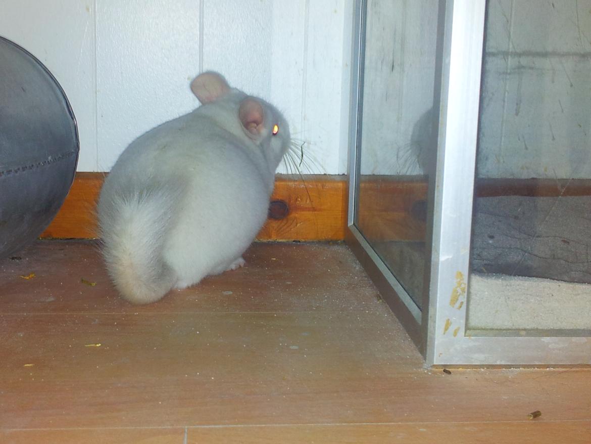 Chinchilla Løfbergs Gustav - "Chin-drengen går på jagt efter skurkene - Gad vide om de gemmer sig i Poolen - Nææ.." billede 3