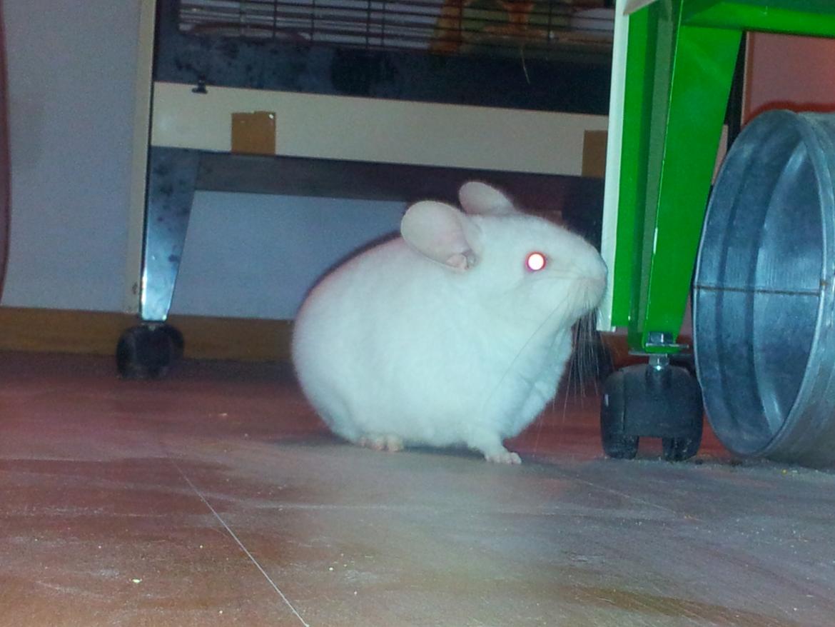 Chinchilla Løfbergs Gustav - "Chin-Dreng undersøger alle mulig skjule-steder for skruke - ingen bandit kan vide sig sikker længere i ChinHam City, nu da Chin-Drengen er kommet til"


dutdut dutdut dutdut
dutdut dutdut dutdut
CHIN -DRENG
dutdut dutdut dutdut
dutdut dutdut dutdut billede 5