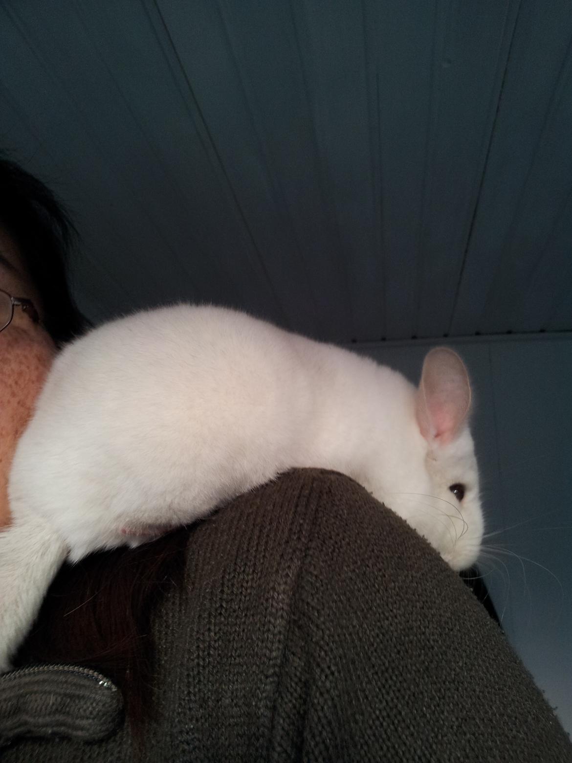 Chinchilla Løfbergs Gustav - "
dutdut dutdut dutdut
dutdut dutdut dutdut
CHIN -DRENG
dutdut dutdut dutdut
dutdut dutdut dutdut

Chin-Drengen er nu undsluppet fra Supermadmors velsmagende greb og er på flugt fra hende.

EEEJ, du har fået dit billede ikke tage flere nu!!! 

Jeg leger,  billede 9