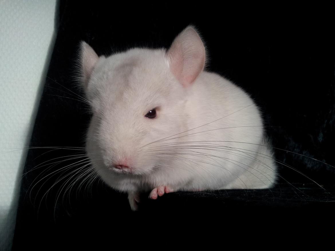Chinchilla Løfbergs Gustav - "ÆÆÆÆV! Nu havde jeg det lige så sjovt, jeg gider ikke at sidde stille til nogle dumme profil-billeder." billede 11