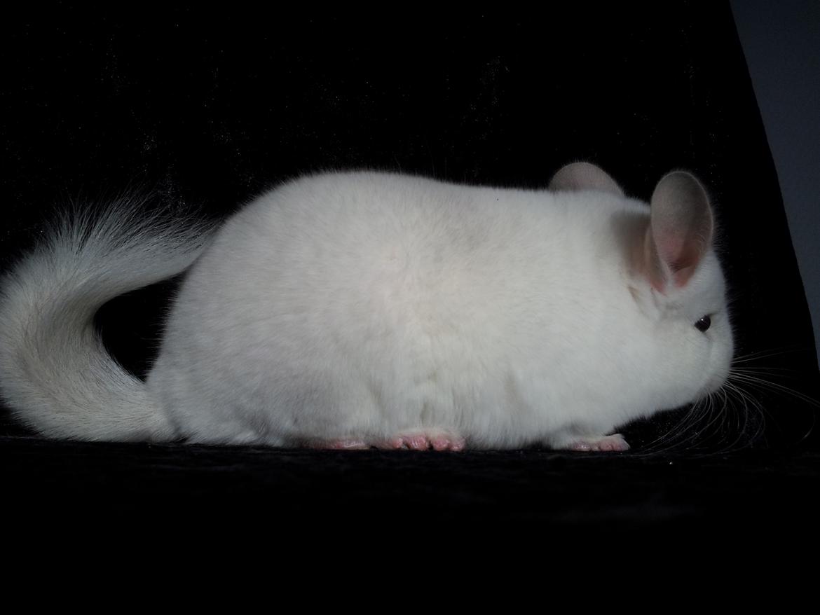 Chinchilla Løfbergs Gustav - "Gaaab, hvor er det hårdt at være Chin-Dreng også nu skal stå stille. Jeg er måske en lille bitte smule, men kun meget lidt træt lige nu." billede 14