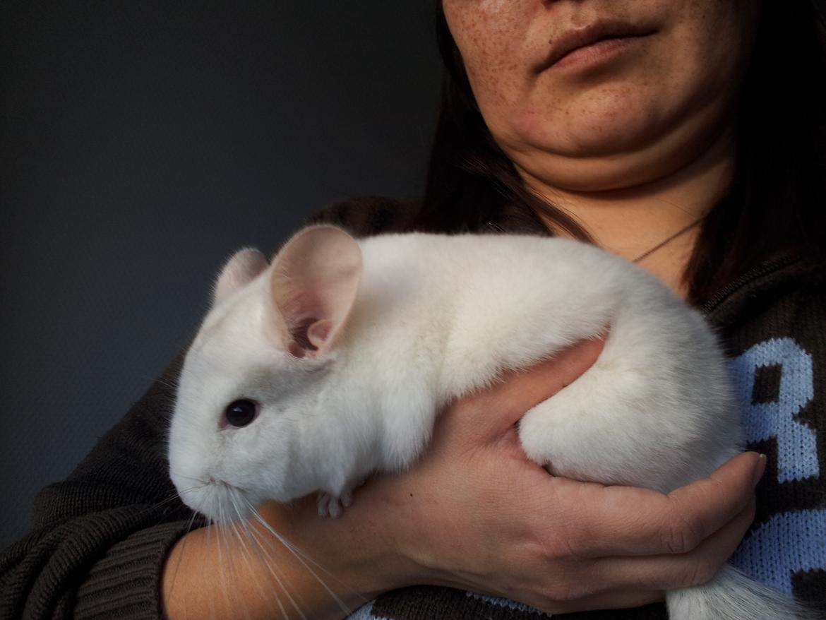 Chinchilla Løfbergs Gustav - "Åårh neeej, Chin-Drengen er blevet fanget af sin nemesis -Supermadmor, der frister svage sjæle med godt mad og godbidder, der gør en så mæt at man falder i søvn bagefter!!
VIL CHIN-DRENGEN UNDSLIPPE HENDES FARLIGE TAG?!
Følg med i næste billede-serie

.. billede 8