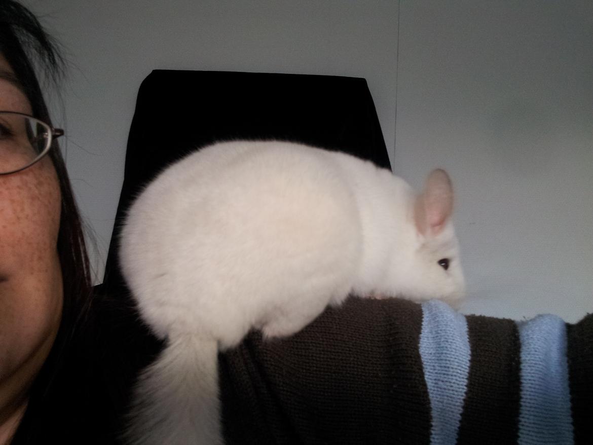 Chinchilla Løfbergs Gustav - "Chin-Drengen klatrer ud på en farlig afsats for at komme væk fra Supermadmor, vil han overleve sin dramatiske flugt fra hende eller er det enden på Chin-Drengen, som vi kender?"


dutdut dutdut dutdut
dutdut dutdut dutdut
CHIN -DRENG
dutdut dutdut dutdut billede 10