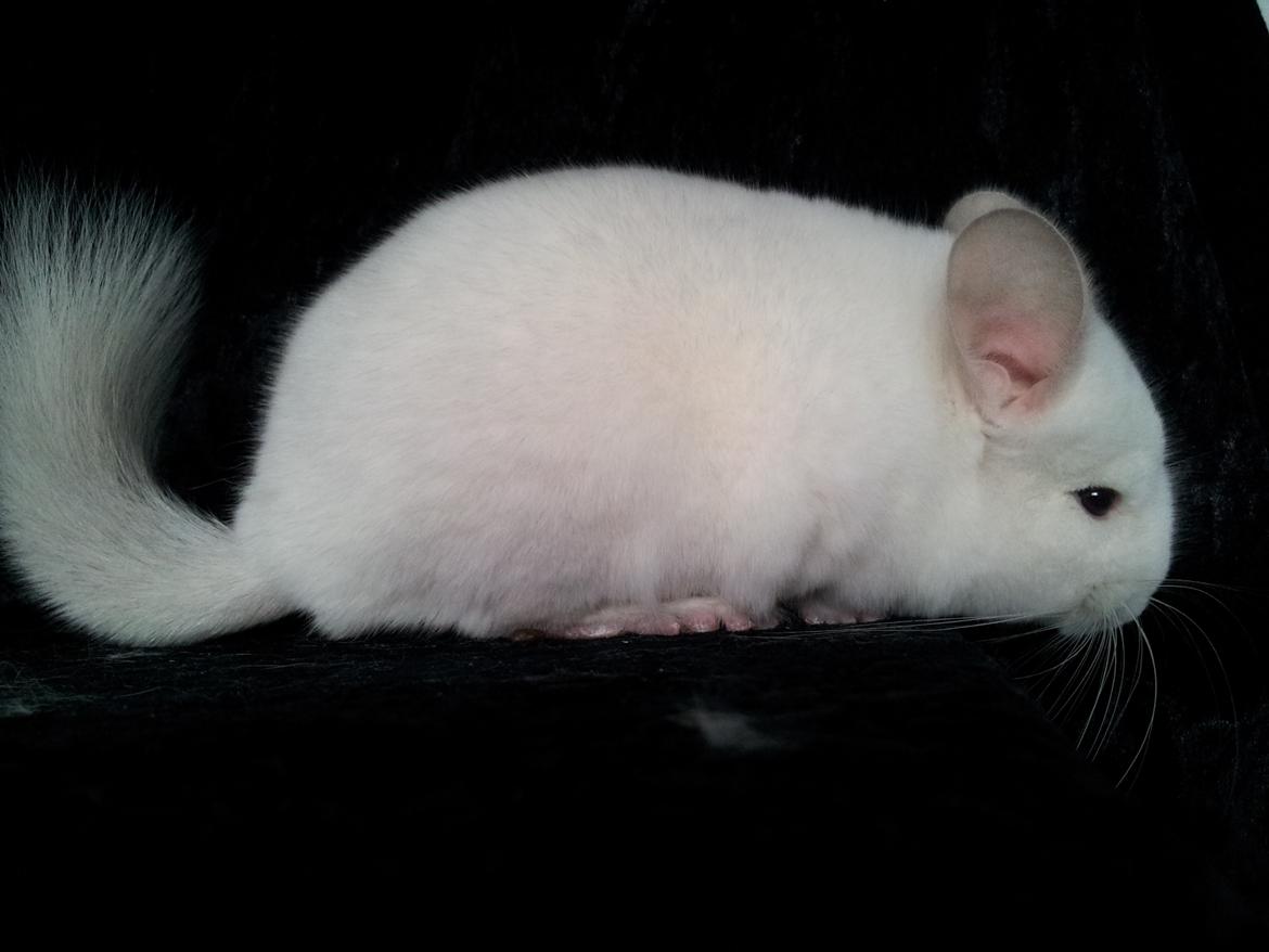 Chinchilla Løfbergs Gustav - "æææv....endnu et dumt profil billede, jeg gider altså bare ikke det her. Jeg vil hellere ned og lege Chin-Drengen vender tilbage" billede 13