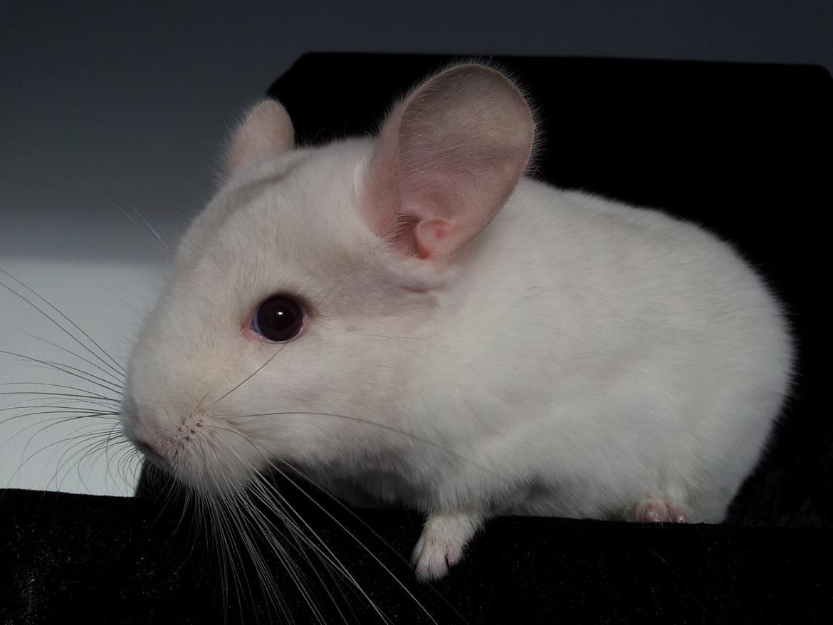 Chinchilla Løfbergs Gustav - "Så jeg hørte godt kameraet sige klik!
Har du dit billede nu?
Må jeg så godt gå ned og lege igen nu?!" billede 12