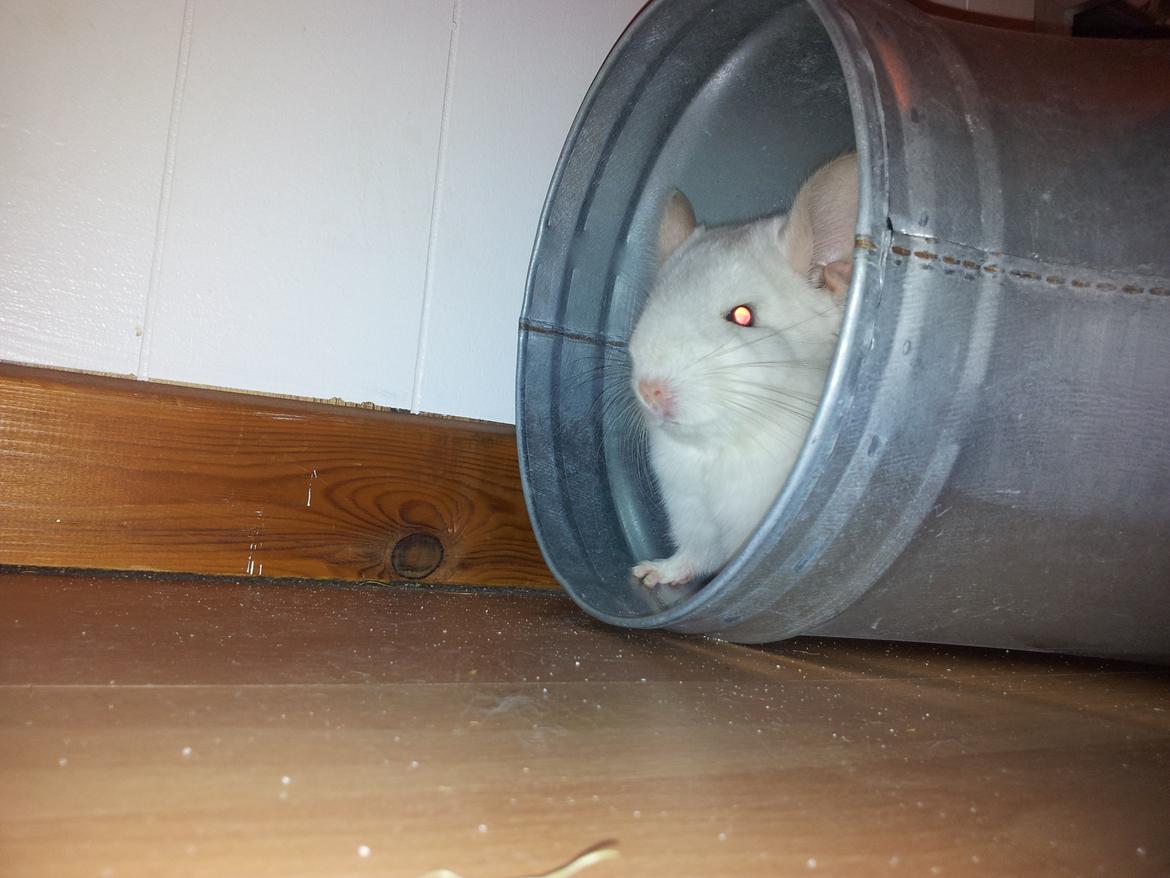 Chinchilla Løfbergs Gustav - "Chin-Drengen sidder i sin hemmelige Chin-Hule og venter på at himlen bliver lyst op af Chin-Signalet"


dutdut dutdut dutdut
dutdut dutdut dutdut
CHIN -DRENG
dutdut dutdut dutdut
dutdut dutdut dutdut billede 7