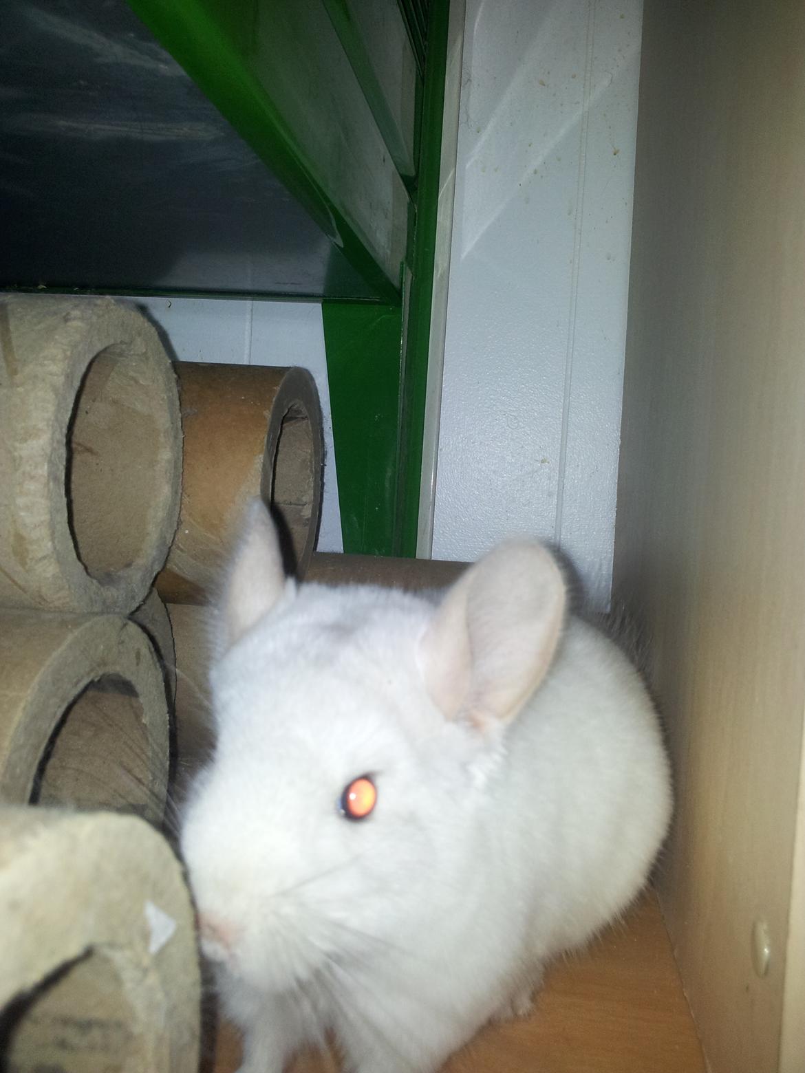 Chinchilla Løfbergs Gustav - "Chin-Drengen har endnu en gang reddet dagen for ChinHam Citys beboer ved at løbe sin aftenrunde i byen og jagte skruke"


dutdut dutdut dutdut
dutdut dutdut dutdut
CHIN -DRENG
dutdut dutdut dutdut
dutdut dutdut dutdut billede 6