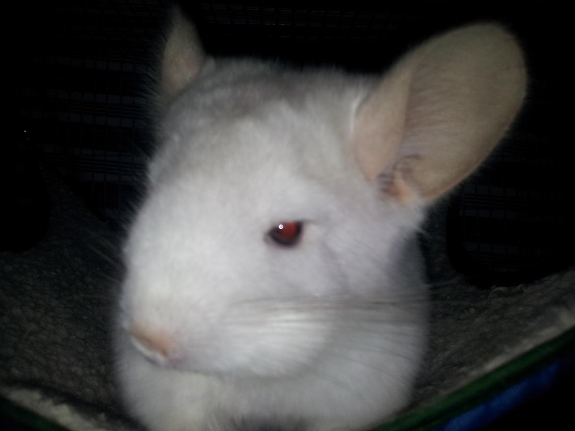 Chinchilla Løfbergs Gustav - "Jeg er i hvert fald ikke træt - gaab - 
Det kan du i hvert fald ikke se på mig. Jeg er Chin-Drengen, der altid er....gaab...parat.....til.....at .....bekæmpe.....slemme.......forbrydelser...."  billede 15