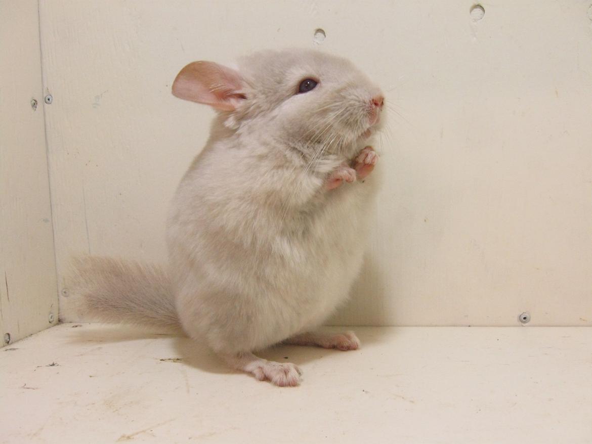 Chinchilla JHPs Adamo - Himmelgnaver - Er jeg ikke bare den mest nuttede og sødeste chinchilla, du nogensinde har set? billede 1
