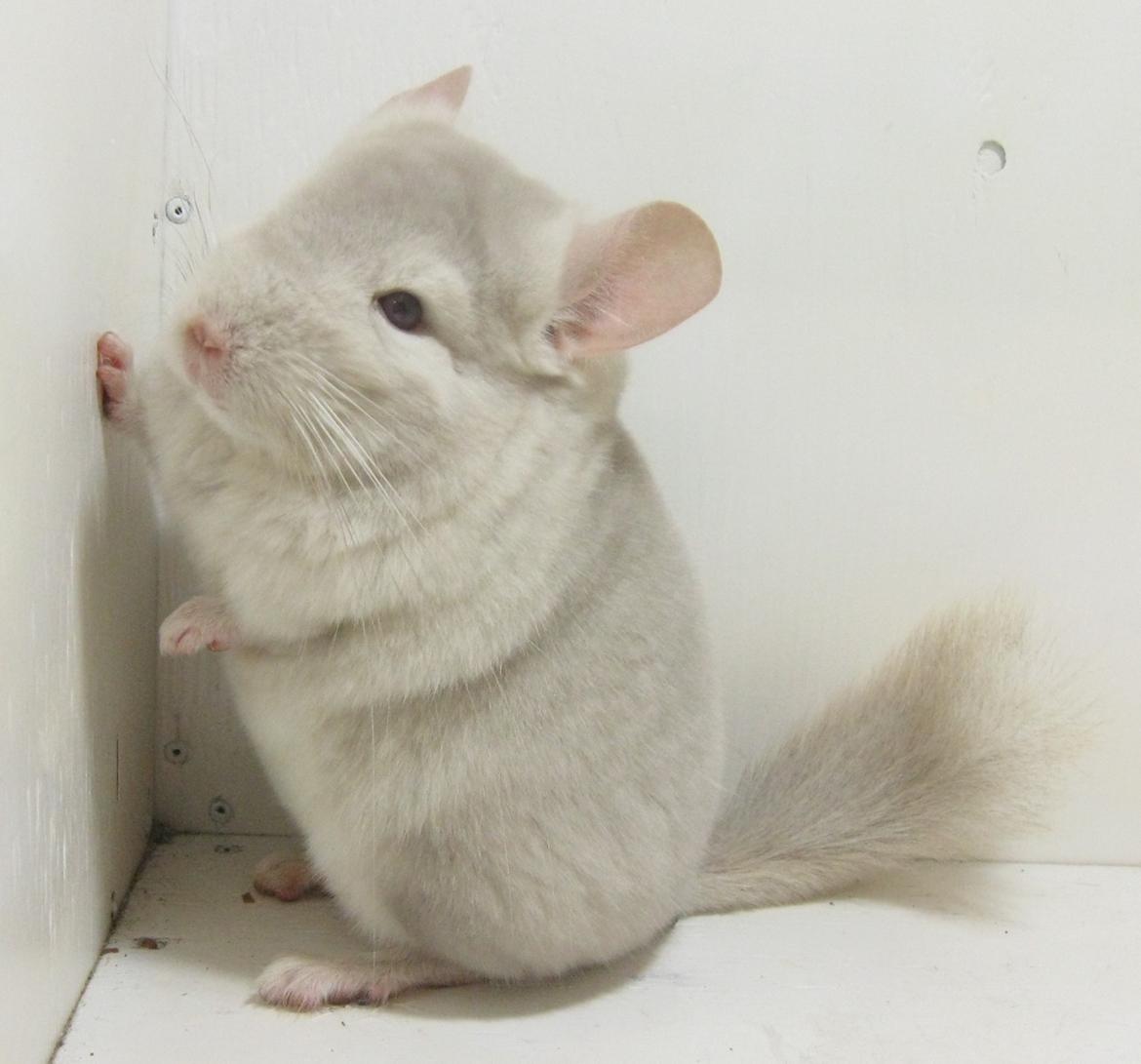 Chinchilla JHPs Adamo - Himmelgnaver - En regulær fotochindel! billede 3