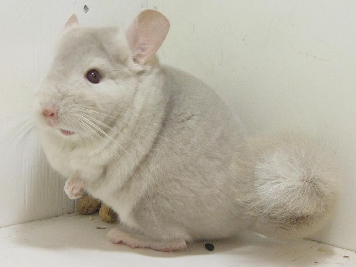 Chinchilla JHPs Adamo - Himmelgnaver - Han er den af mine chinchillaer, der har den flotteste farve. <3 billede 5