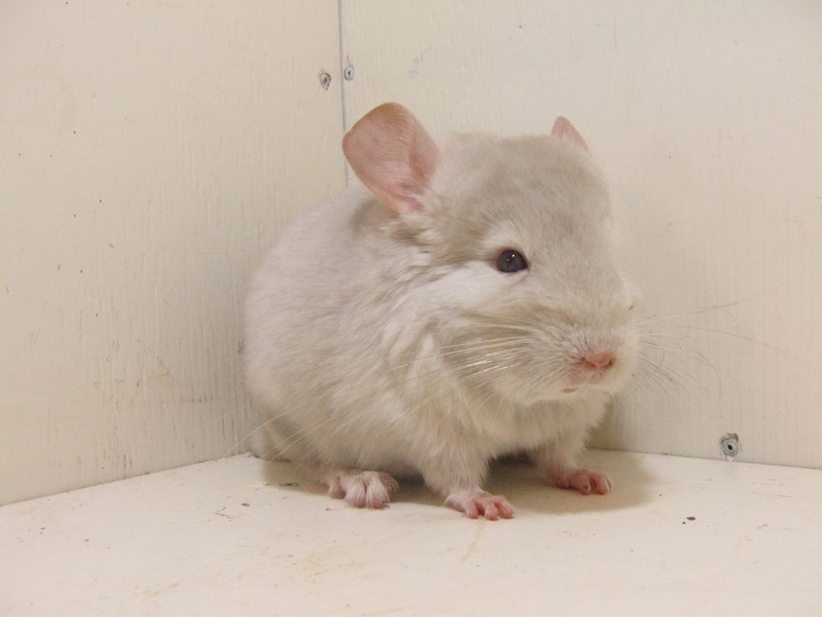 Chinchilla JHPs Adamo - Himmelgnaver - Han er en lille smuksak <3 billede 2