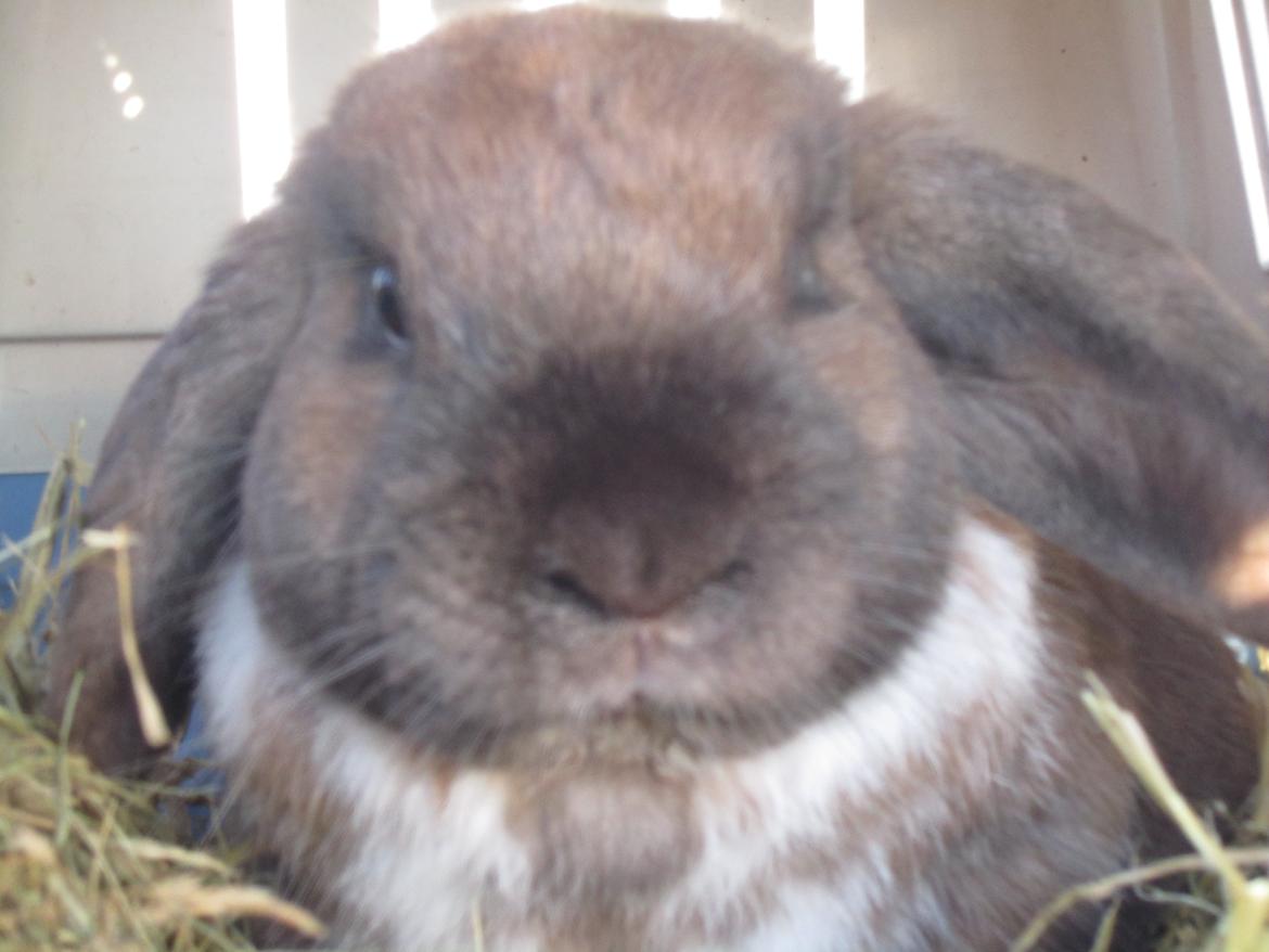 Kanin | Lykkes Furious Fusion  billede 6