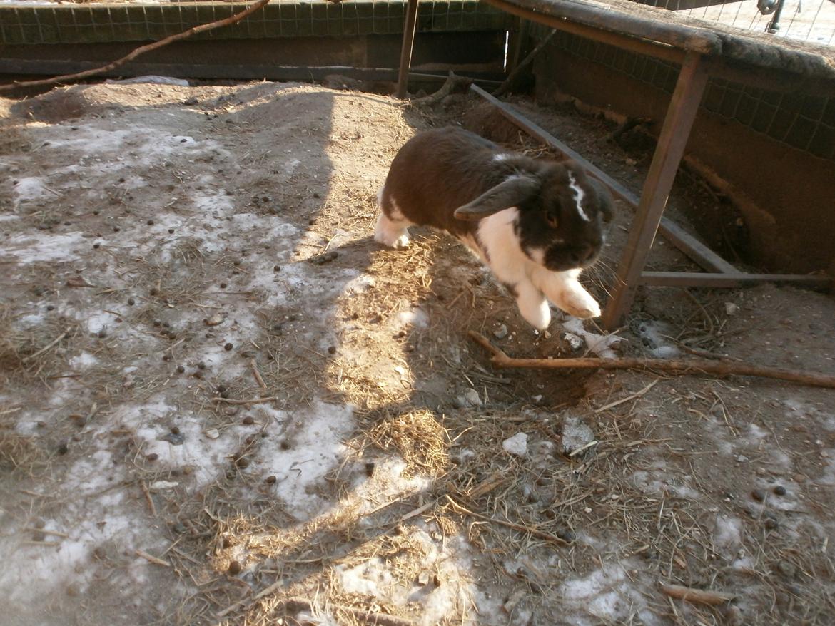 Kanin Tillas Zeus billede 20