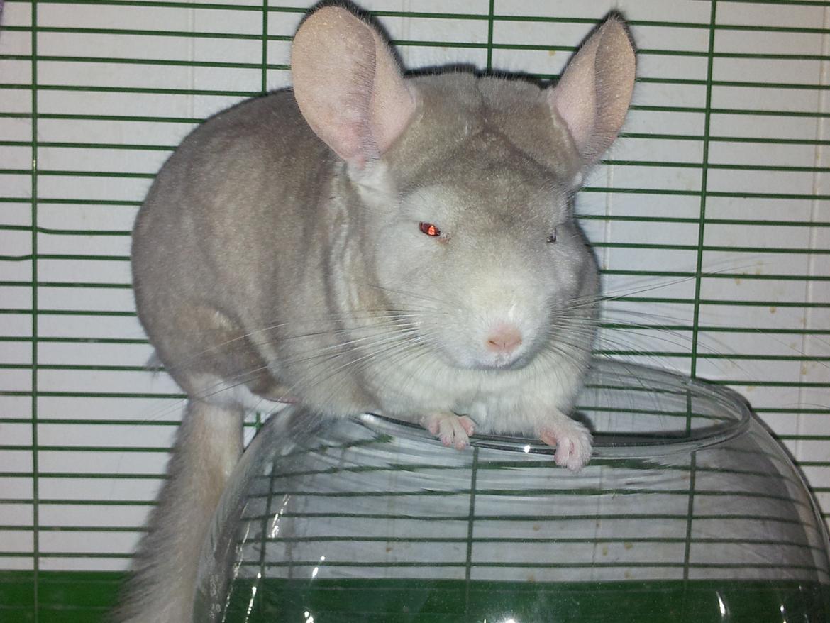 Chinchilla Laban - Han er som skabt til at tage billeder af.  billede 2