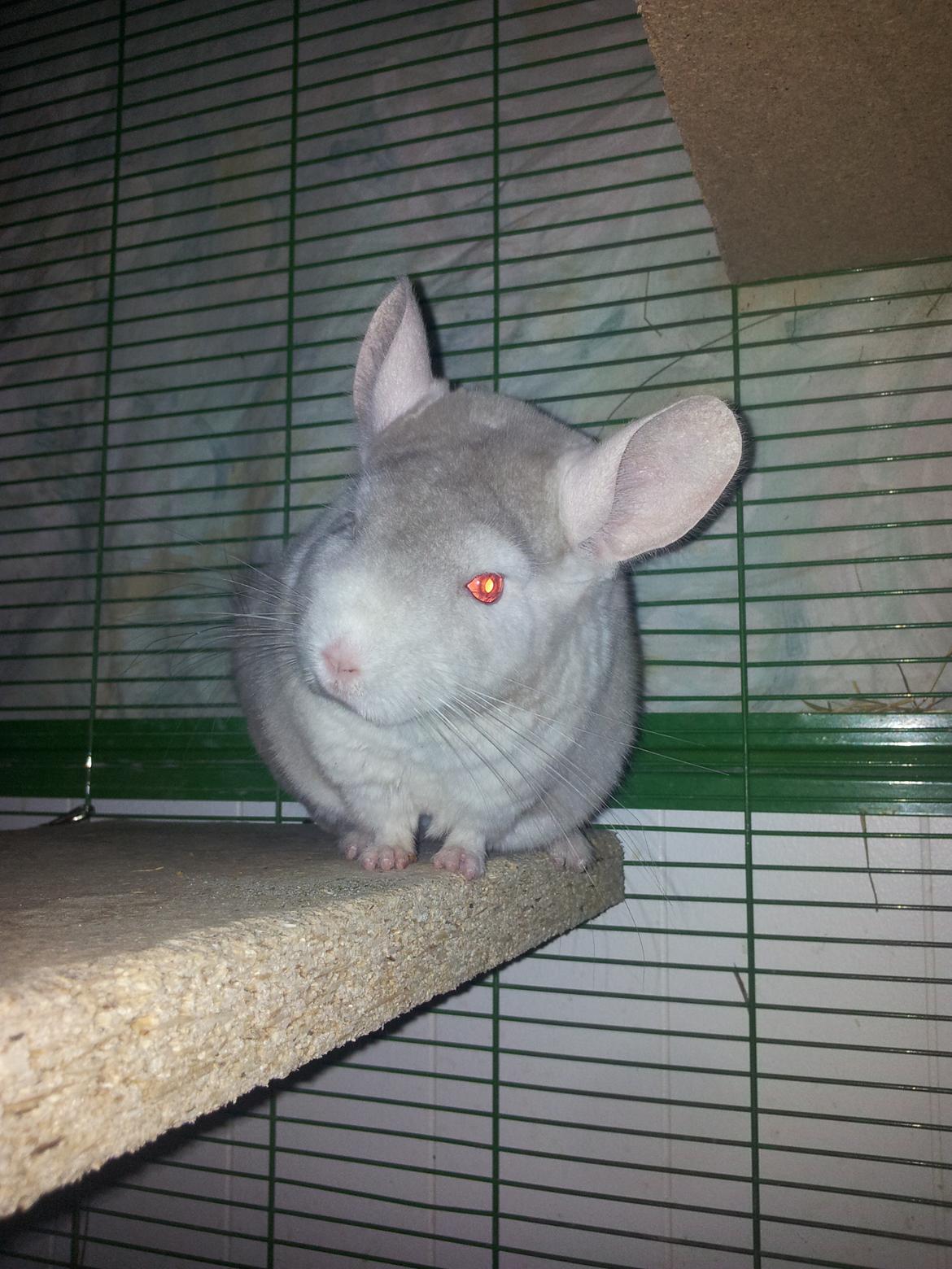 Chinchilla Laban - "Tusind tak for den lækre godbid. 
Du er så sød" billede 10