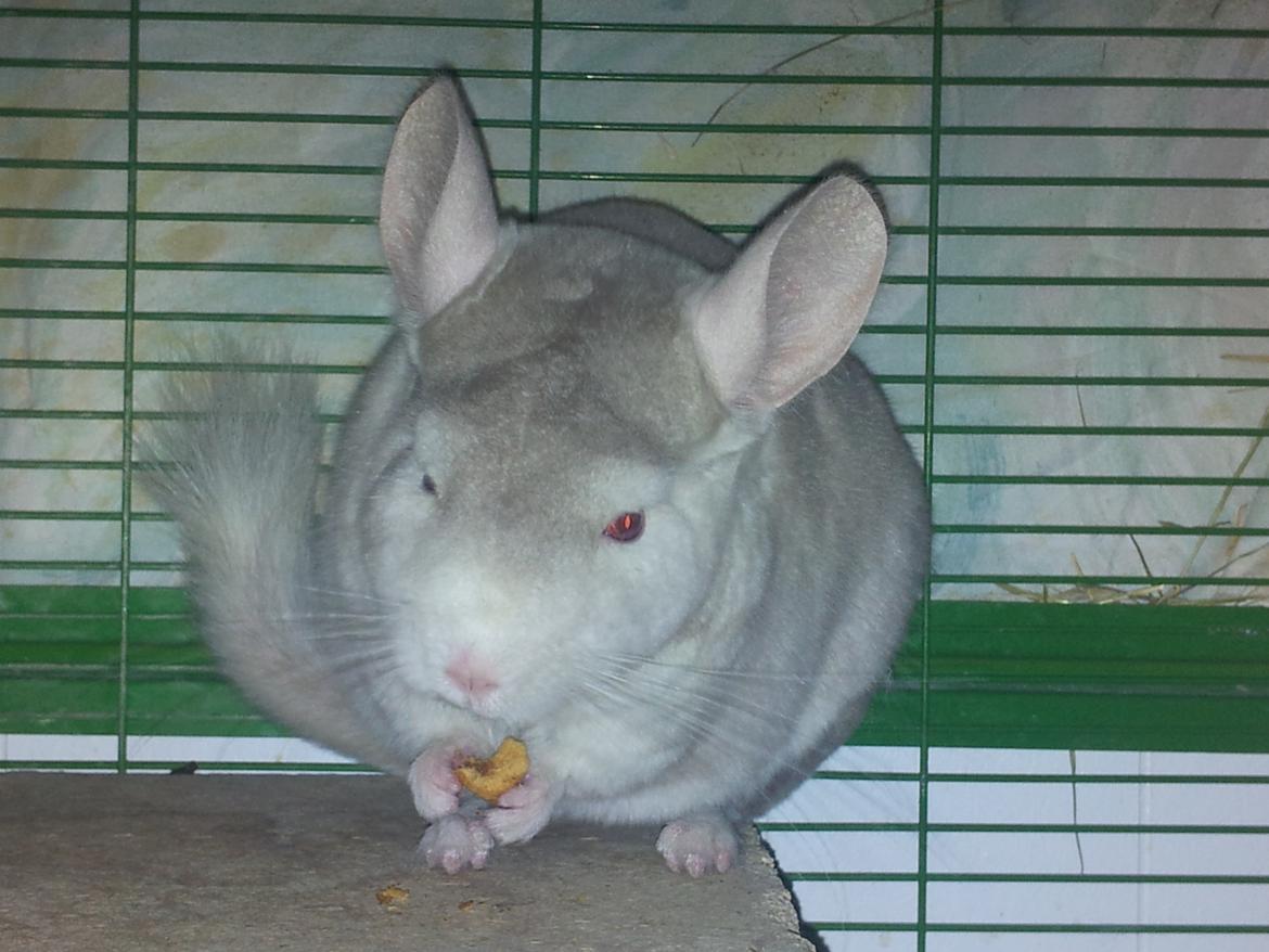 Chinchilla Laban - "Nomnomnomnomnomnom" billede 9