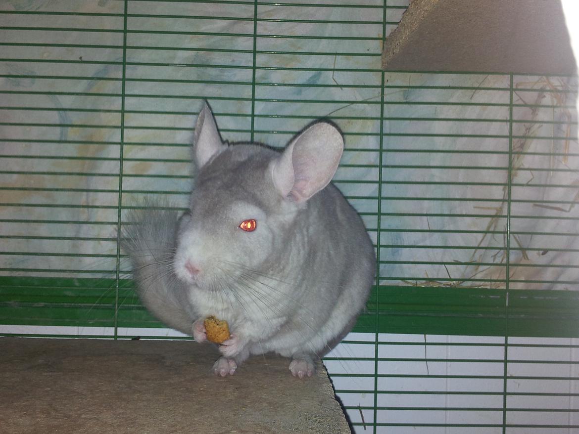 Chinchilla Laban - "Det kan virkelig betale sig at være sød og tænke på andre, for man bliver belønnet for det" billede 8