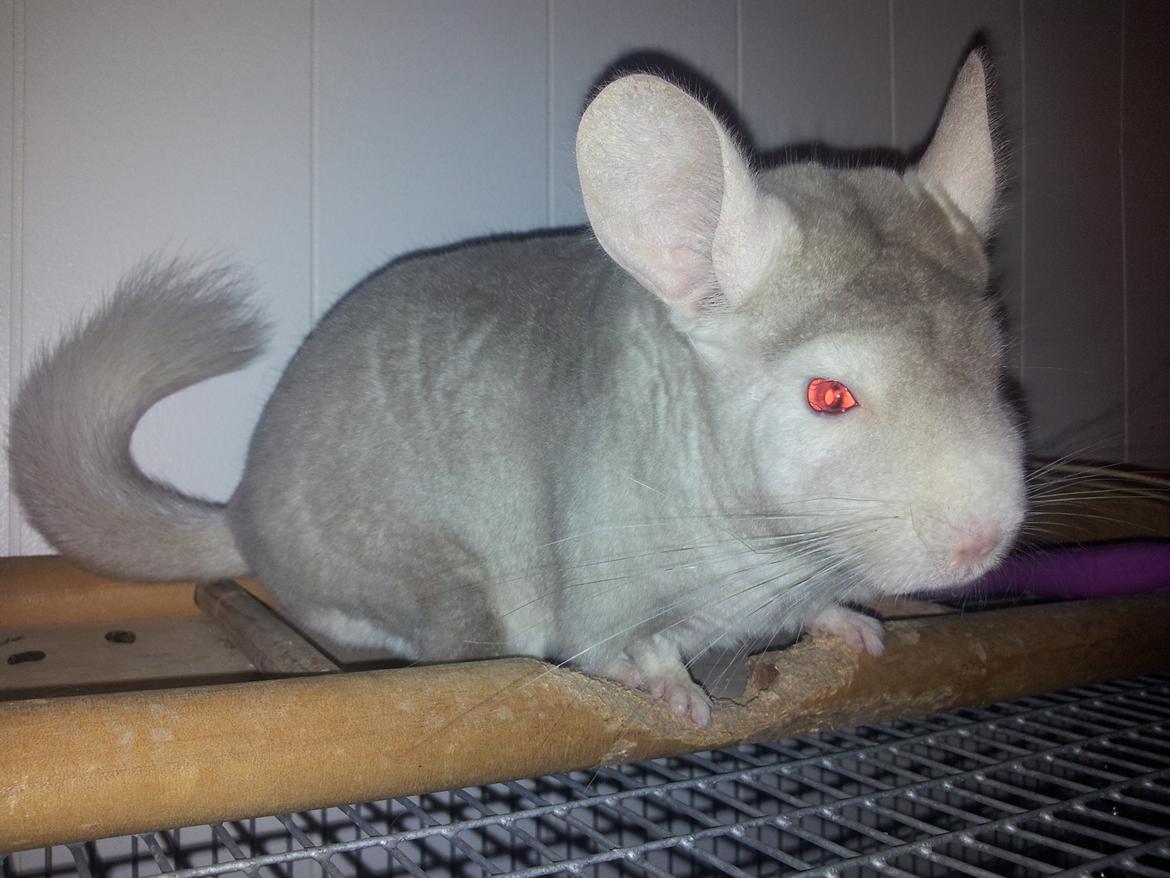 Chinchilla Laban - "Så må jeg hellere gå længere ind på midten, så de andre ikke kan se mig og de så bliver kede af, at jeg kan gøre det samme som Thilde og de ikke kan. De små stakler" billede 7