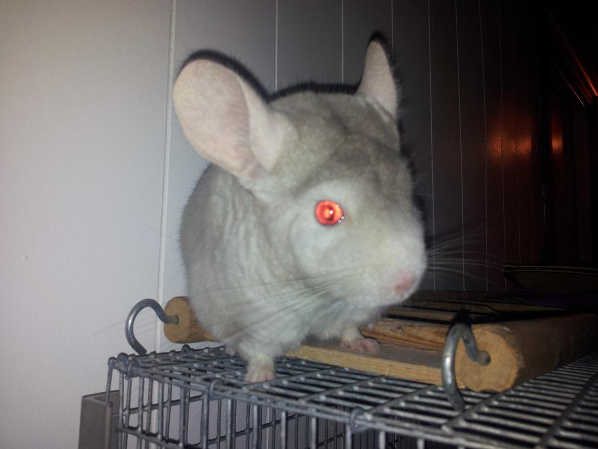 Chinchilla Laban - "Nå, så det er kun Thilde og jeg, der har været heroppe og de andre slet ikke kan komme herop?" billede 6