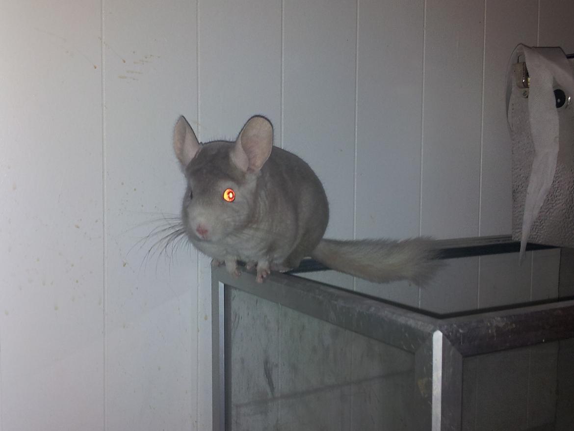 Chinchilla Laban - "Hey - Kan du se mig?
Haaalloooo, lige her!!" billede 3