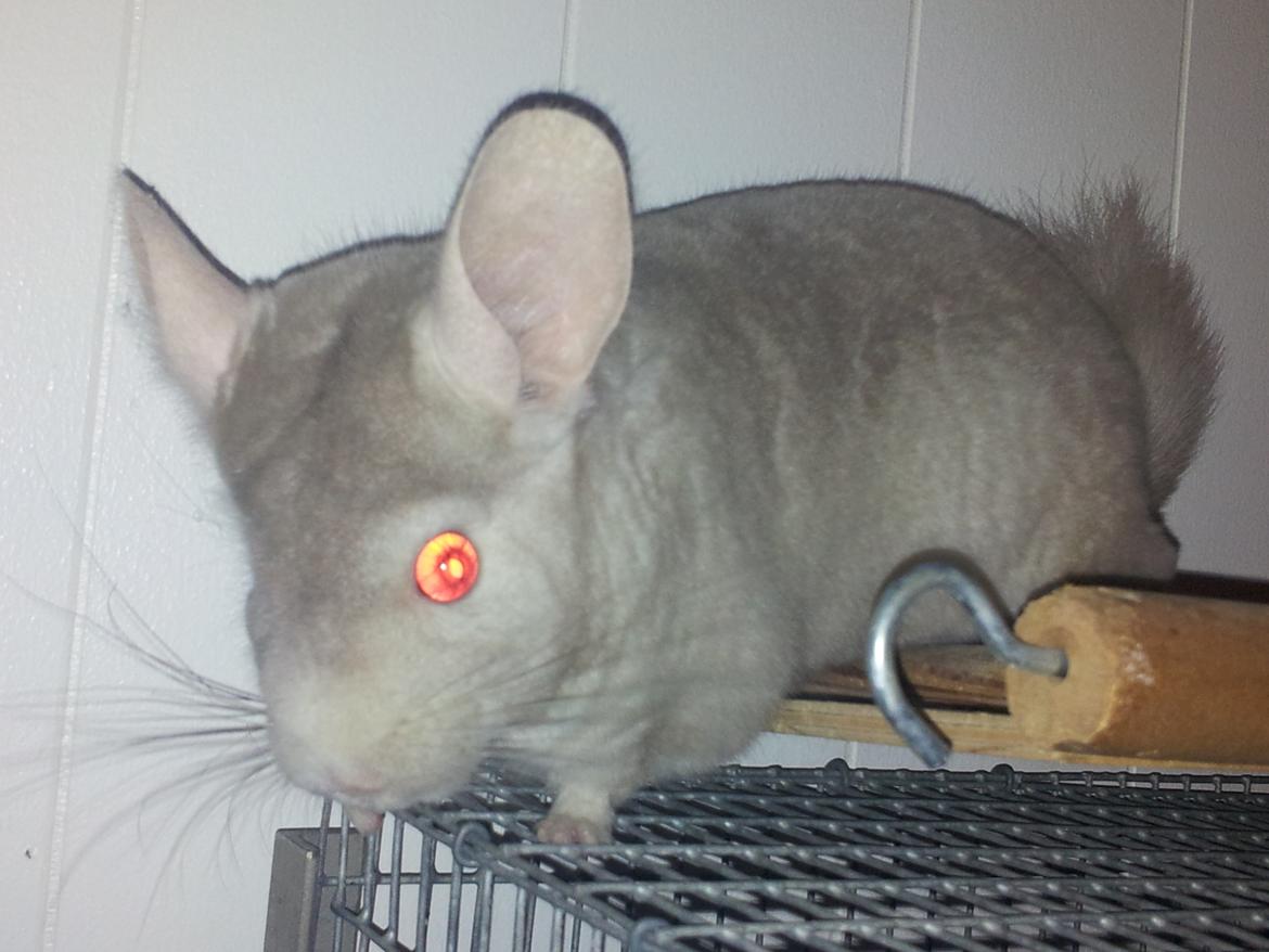 Chinchilla Laban - "Jo, ser du. Jeg sprang dernede fra og herop til. Det er da ikke så svært." billede 5