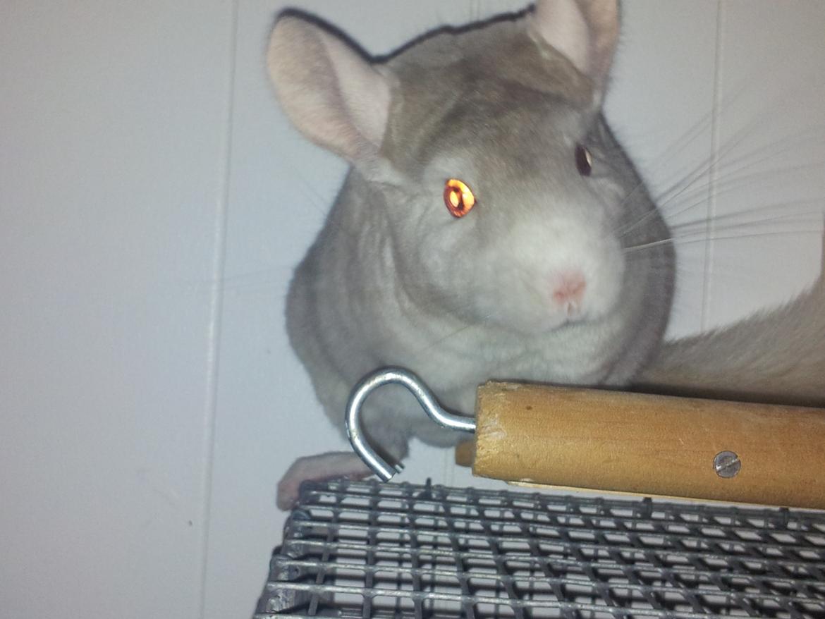 Chinchilla Laban - "Så fandt du mig, hvordan jeg kom herop?" billede 4