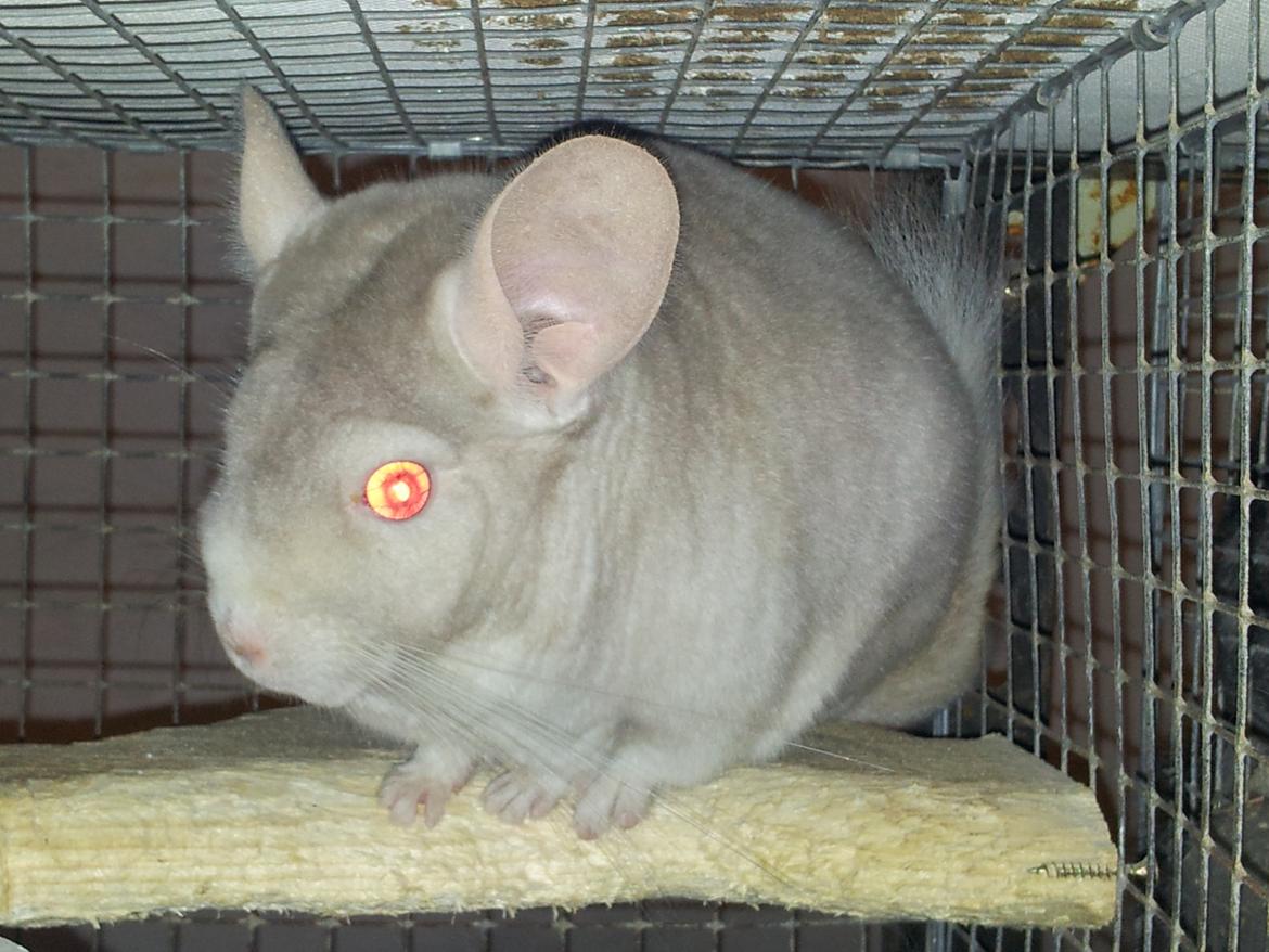 Chinchilla Laban - En flotter fyr, syntes lige ved første øjekast ikke af meget.
Men lad ikke øjet snyde dig og bedøm ikke på udseendet. <3 billede 1