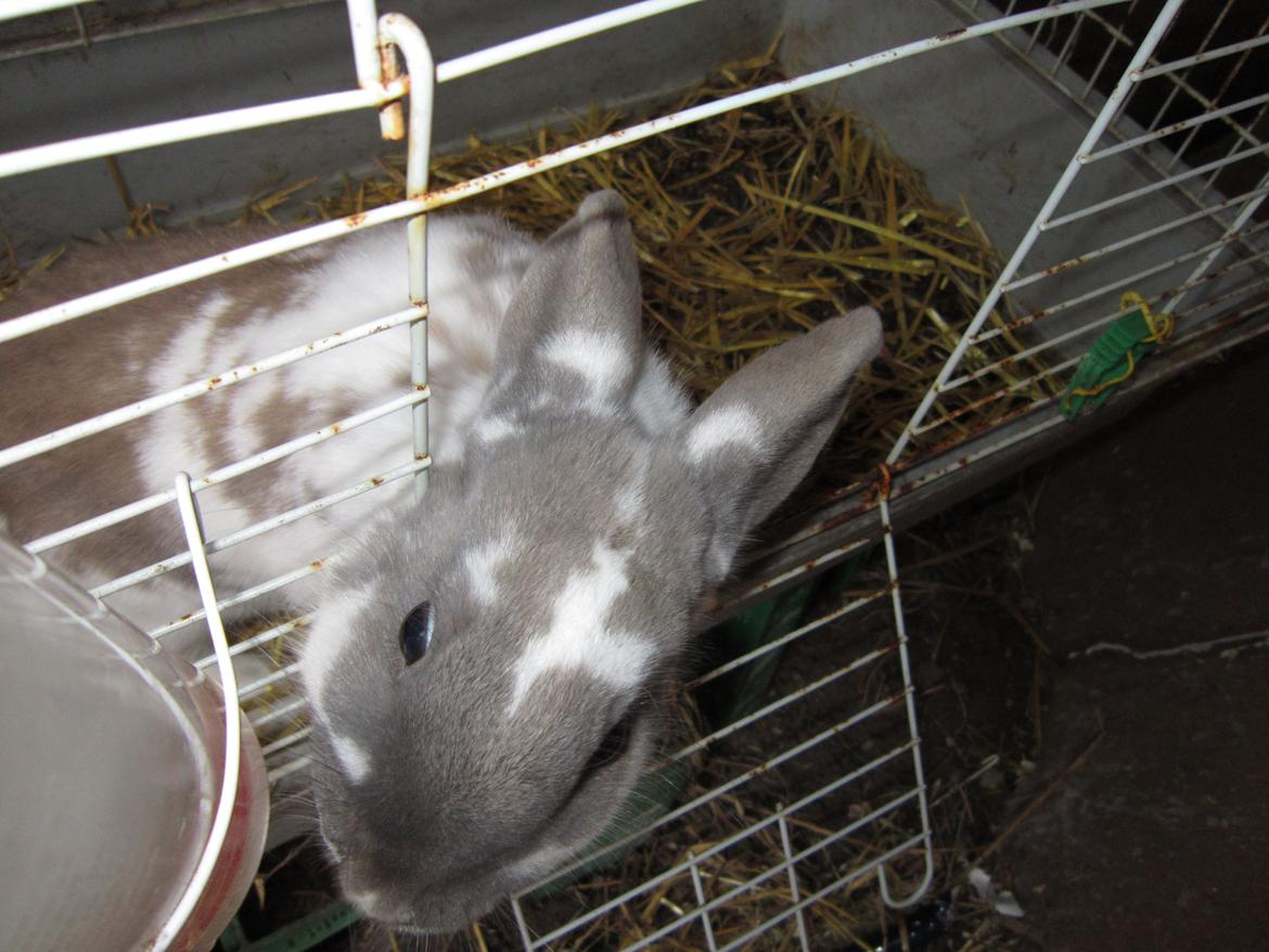 Kanin Petunia  billede 7