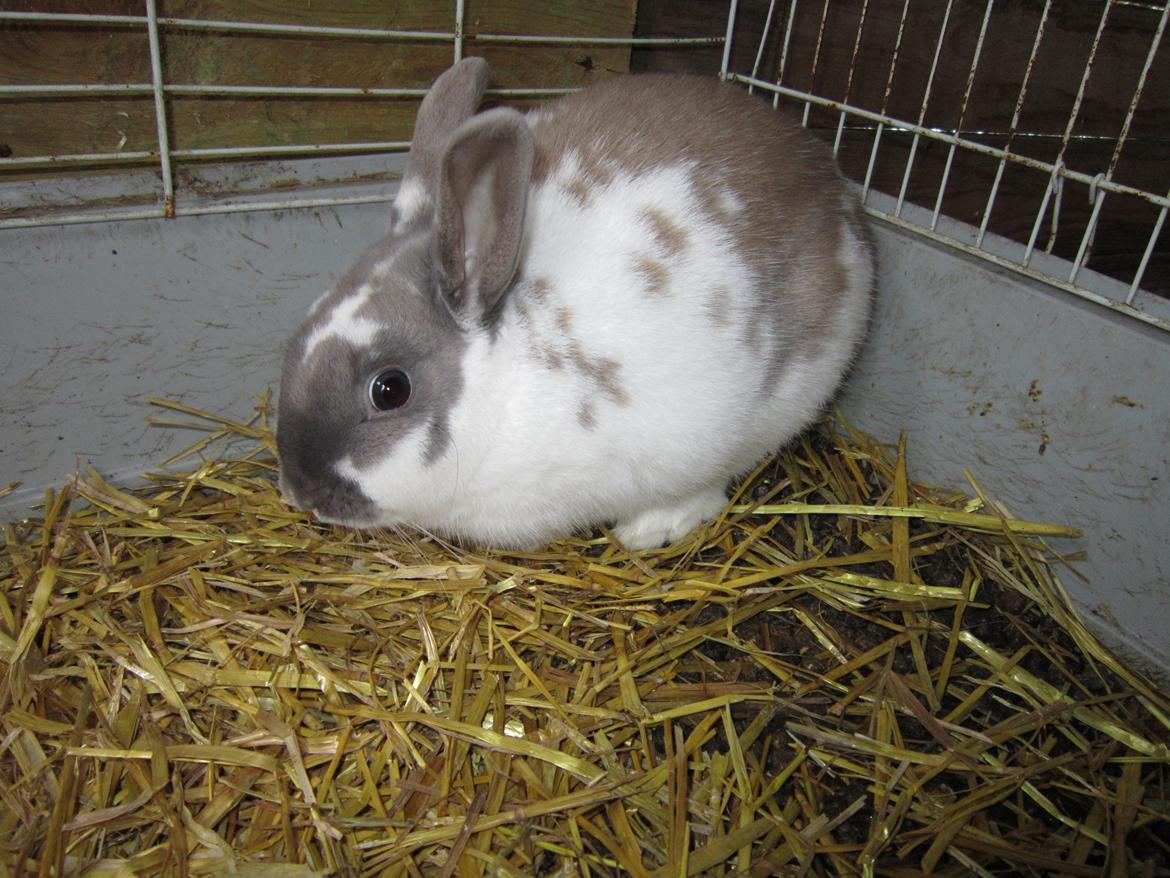 Kanin Petunia  billede 8