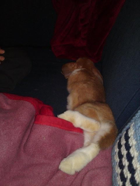 Kanin Berta - Feder den billede 10