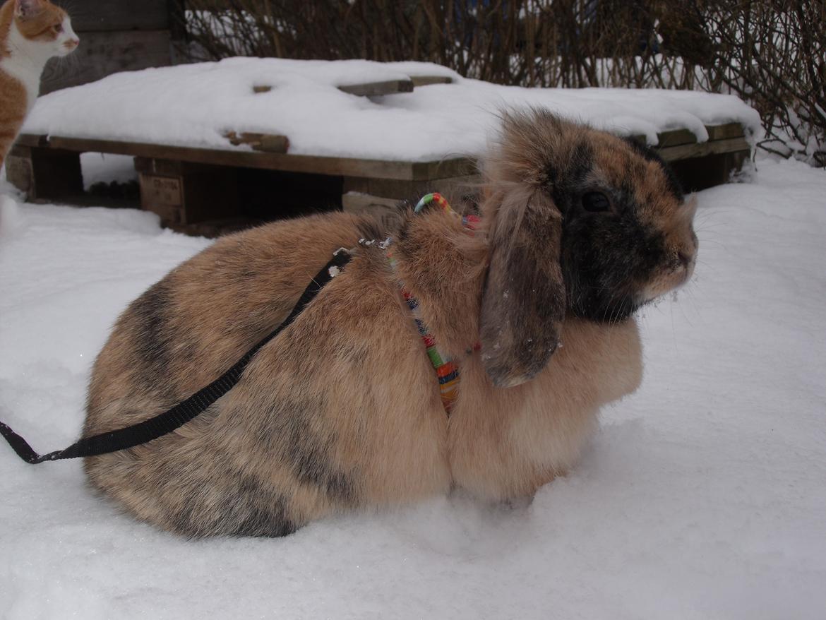 Kanin Stampe - Smukke<3<3<3 billede 15