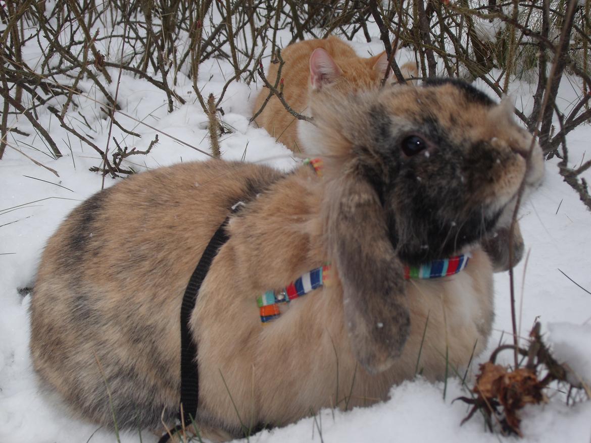 Kanin Stampe billede 16