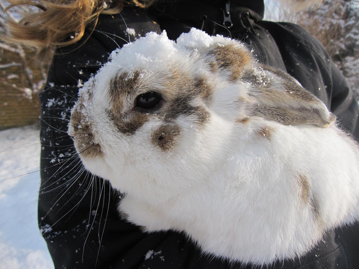 Kanin Holmens Plys Plys <3 R.I.P <3  - Nr. 11 <3  billede 11