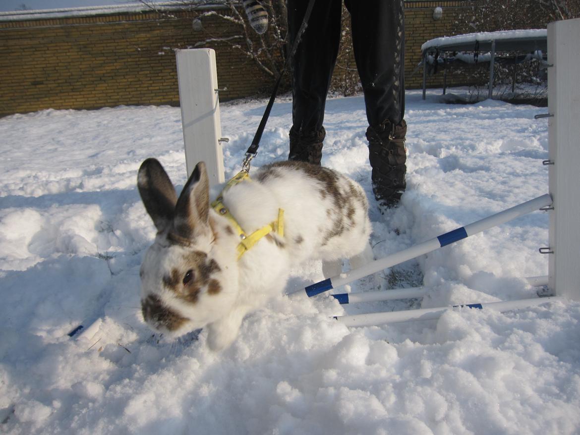 Kanin Holmens Plys Plys <3 R.I.P <3  - Nr. 6 <3  billede 6