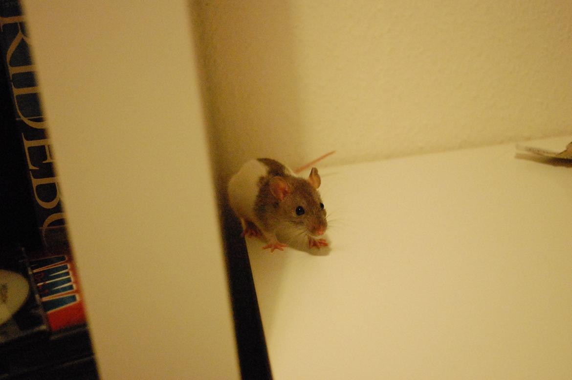 Tamrotte Hakuna billede 1