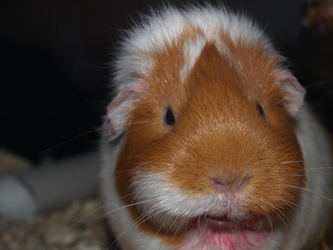 Marsvin Chili - Lækker efter lidt rødbede ;b billede 16