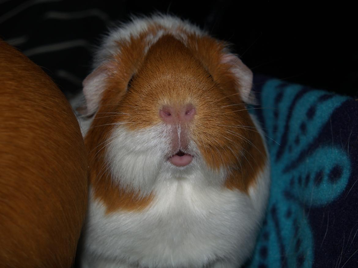 Marsvin Chili billede 17