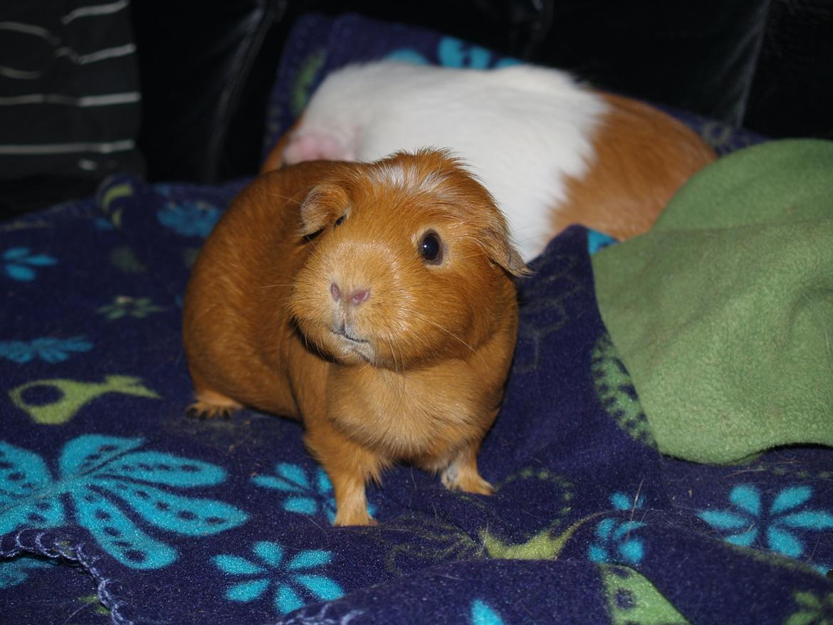 Marsvin Didi billede 17