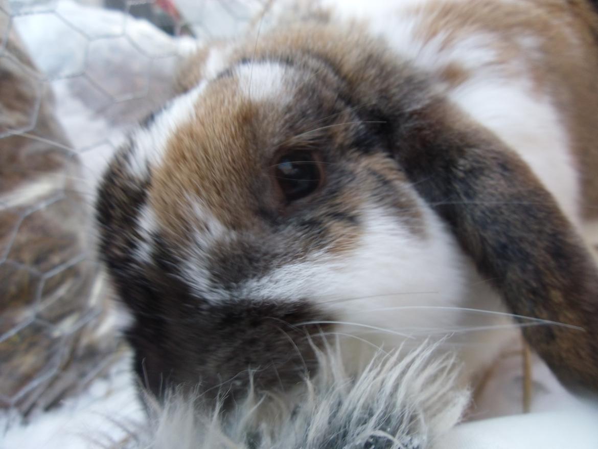 Kanin Cookie - Cookie spiser min(kajas) vante:DD billede 11