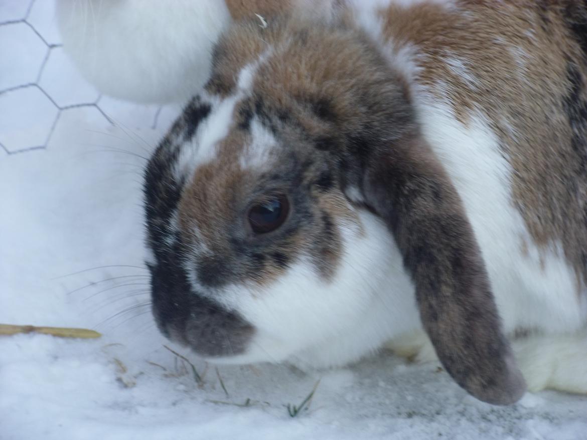 Kanin Cookie billede 12