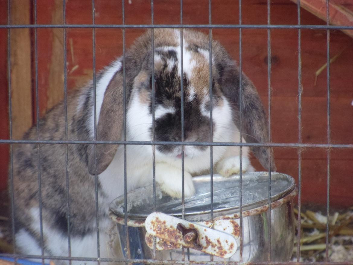 Kanin Cookie billede 13