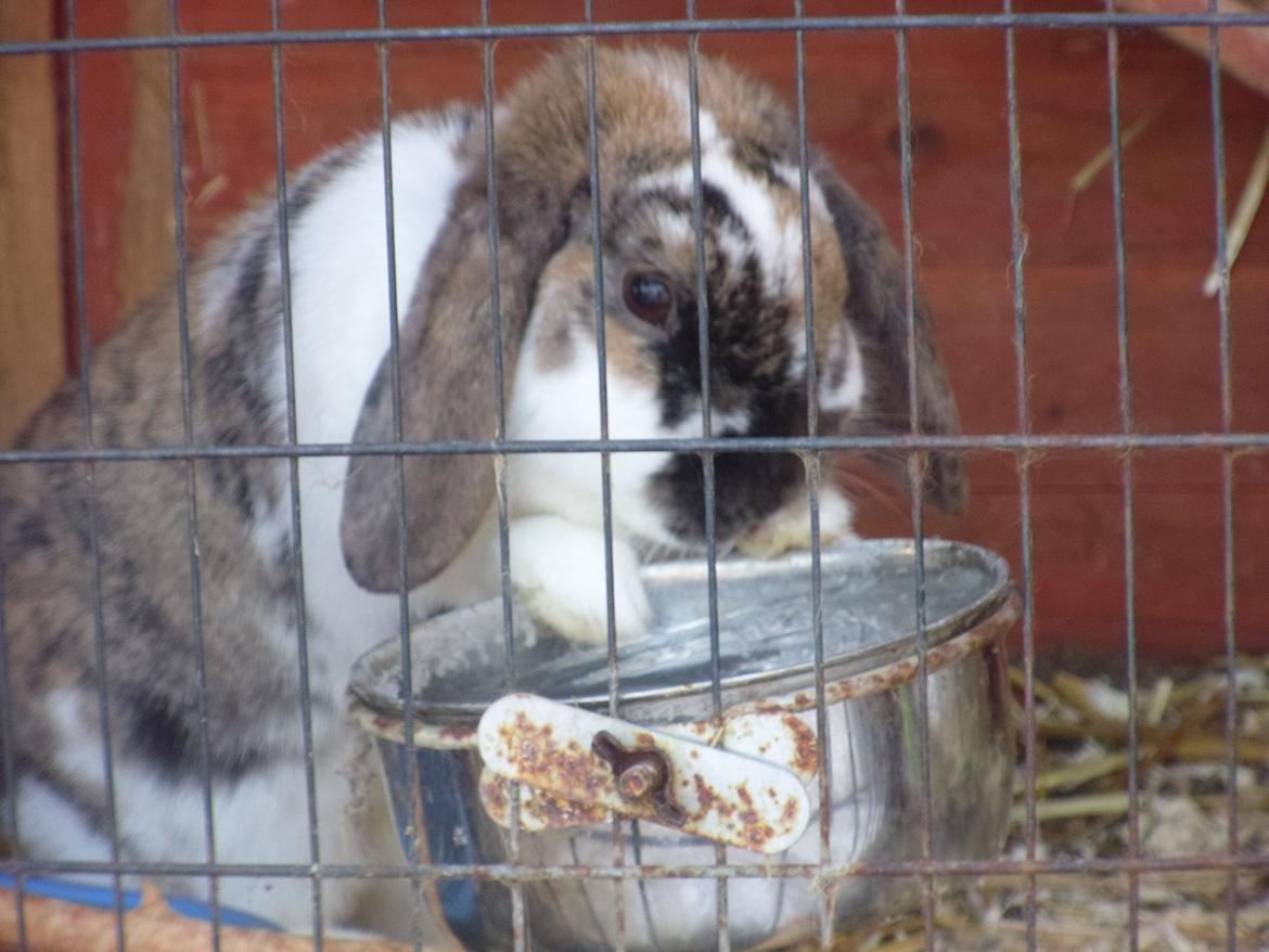 Kanin Cookie billede 14