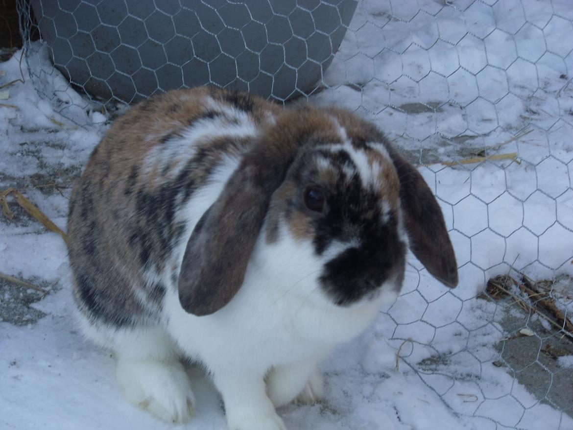 Kanin Cookie billede 15