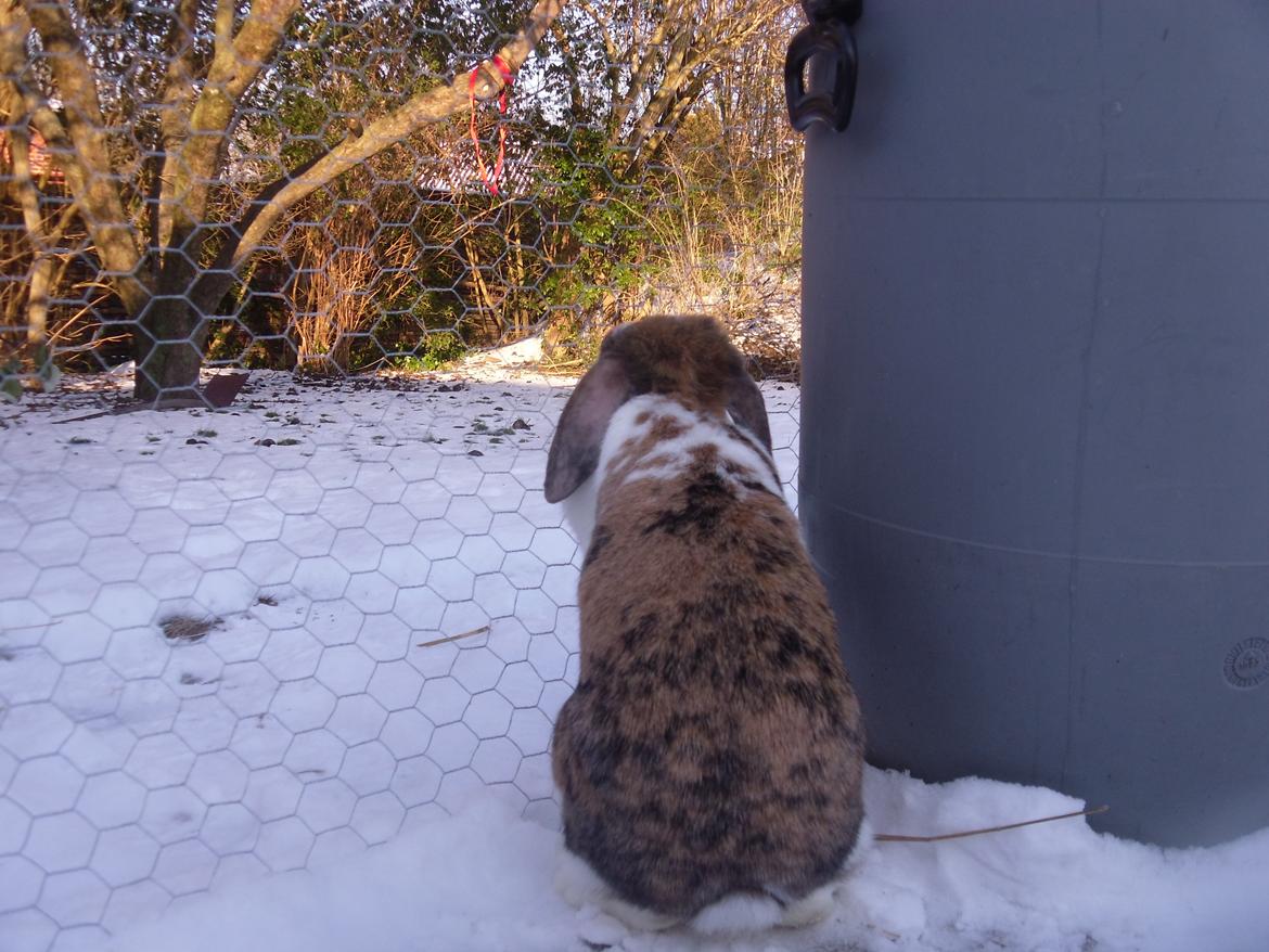 Kanin Cookie billede 16